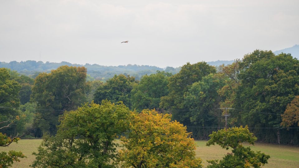 A red kite flying over Chiddingfold Habitat Bank's trees and fields