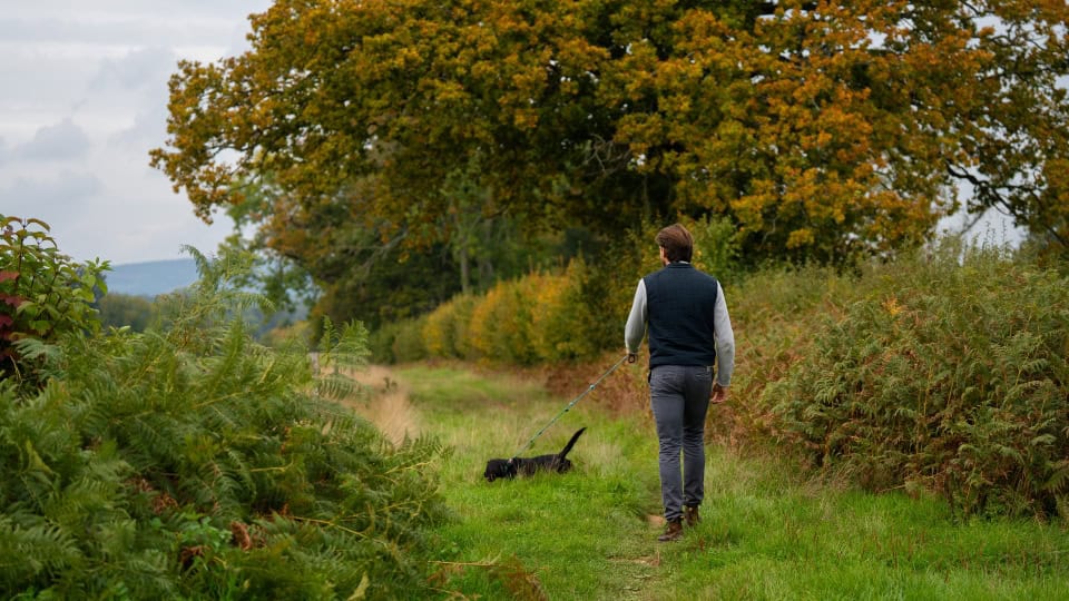 Environment Bank's land manager, Mitchell, walking his dog along the footpath at Chiddingfold Habitat Bank between two hedges