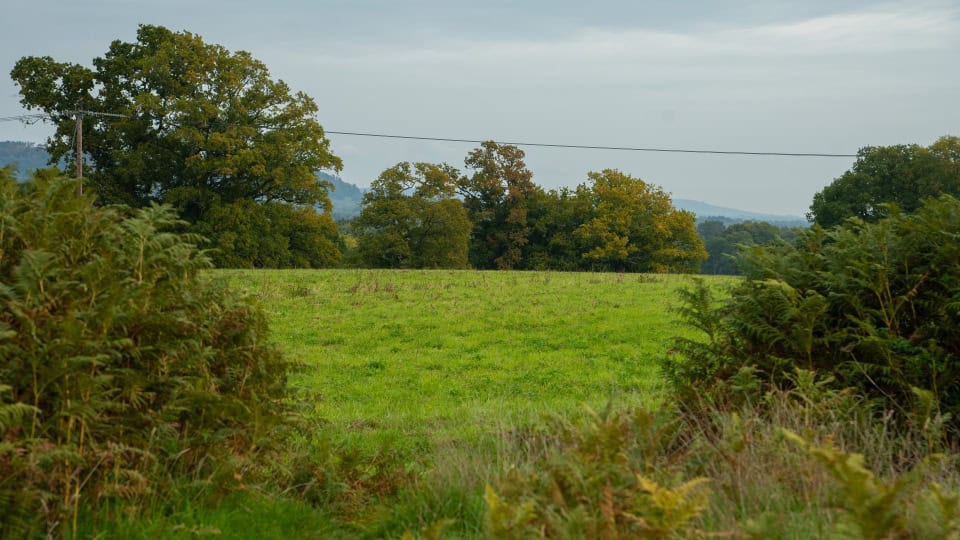 A field with trees and bushes at Chiddingfold Habitat Bank