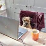 Nori, a small brown puppy sat looking grumpy in a desk chair in front of a laptop and a mug of coffee