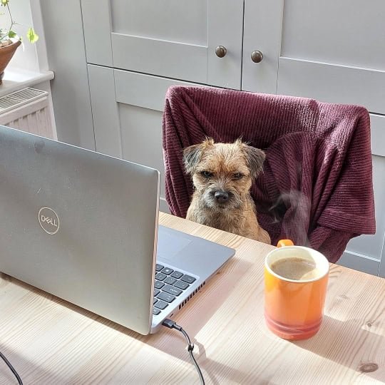 Nori, a small brown puppy sat looking grumpy in a desk chair in front of a laptop and a mug of coffee