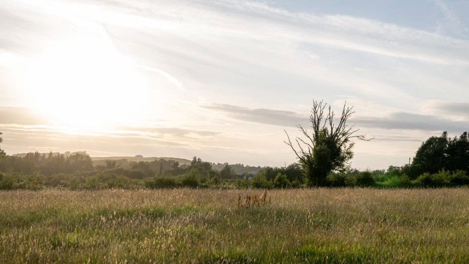 A landscape with a meadow, bushes, and flowers. Set against the sky with sun coming through the clouds.