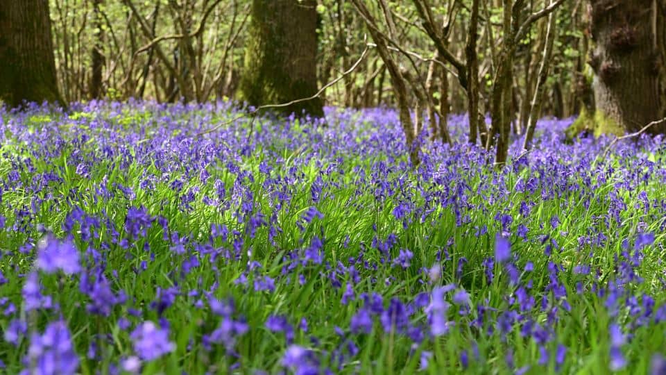 A wide shot of lots of early-purple orchids in a woodland, with trees in the background.