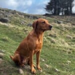 A red fox labrador sitting in a grassy field.