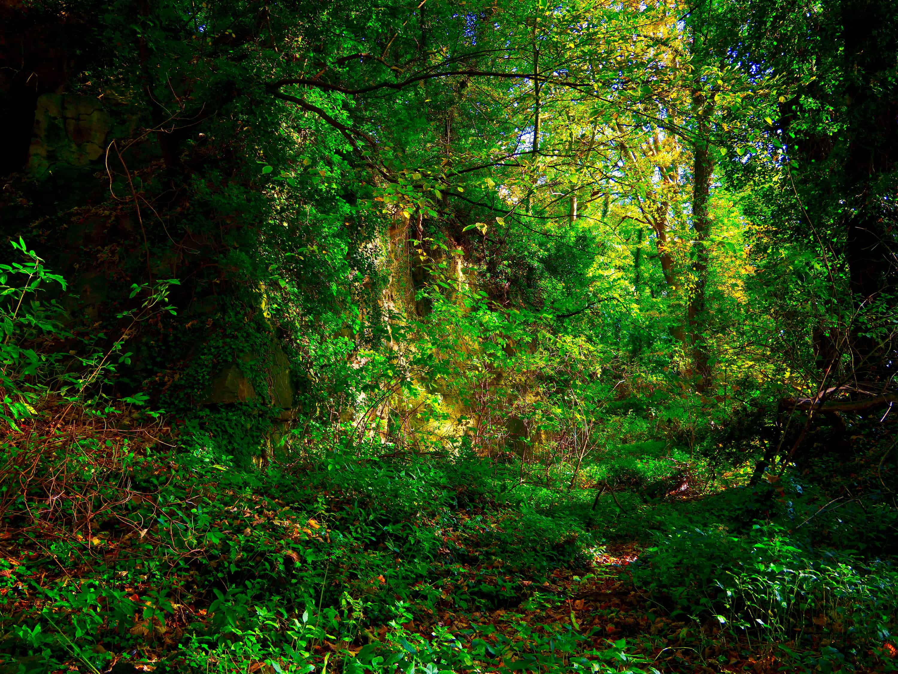 Ancient woodland