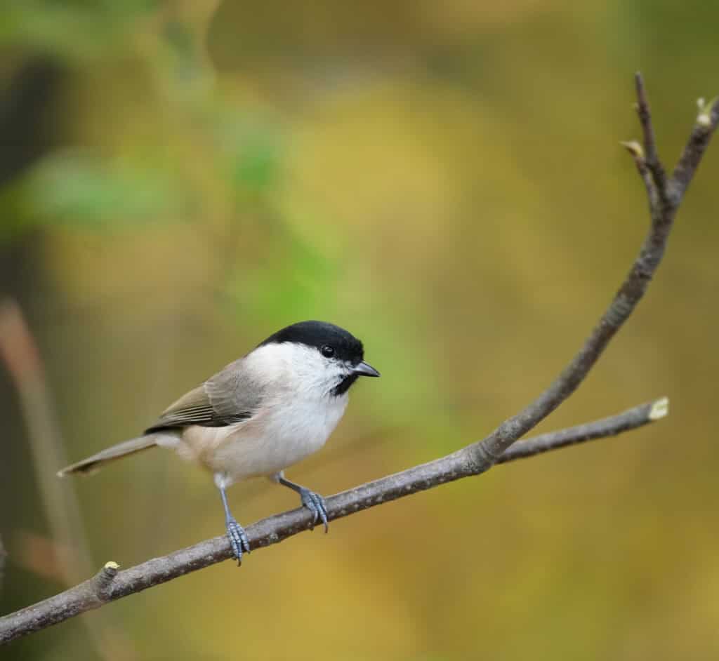 Marsh tit