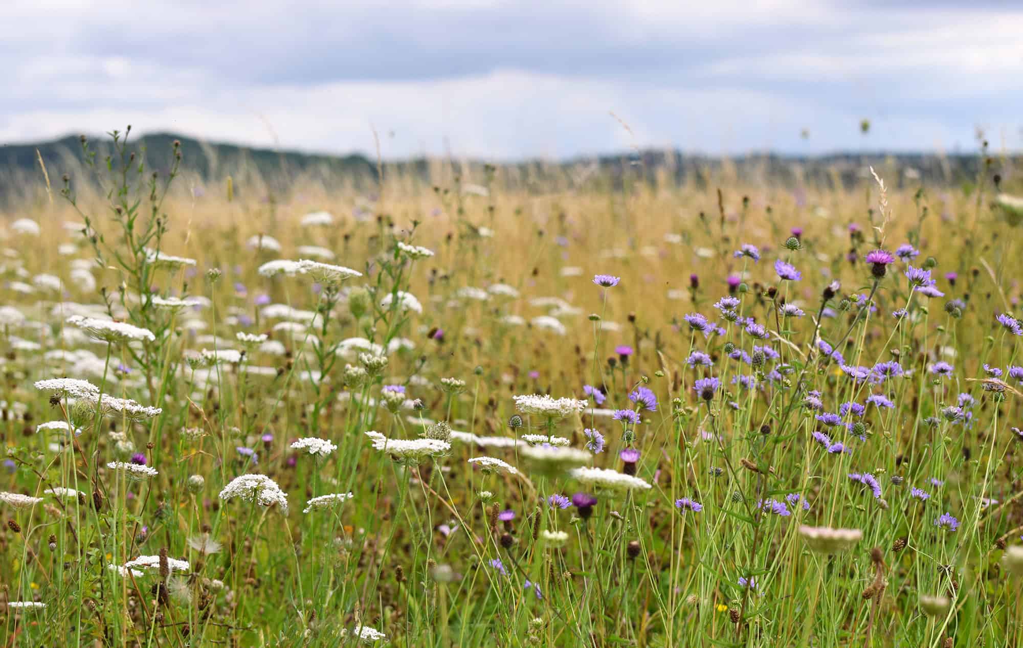 Species-rich grassland