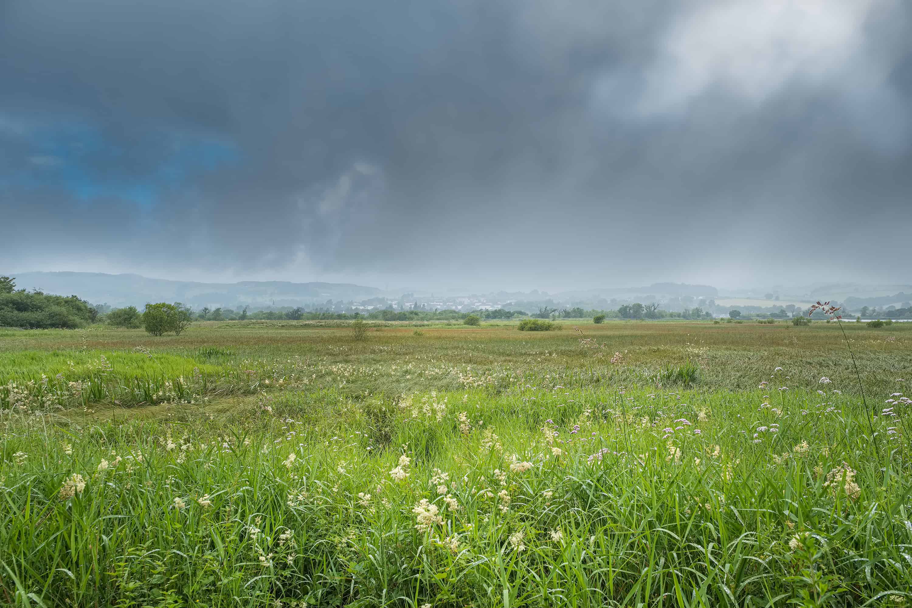 Wet grassland landscape