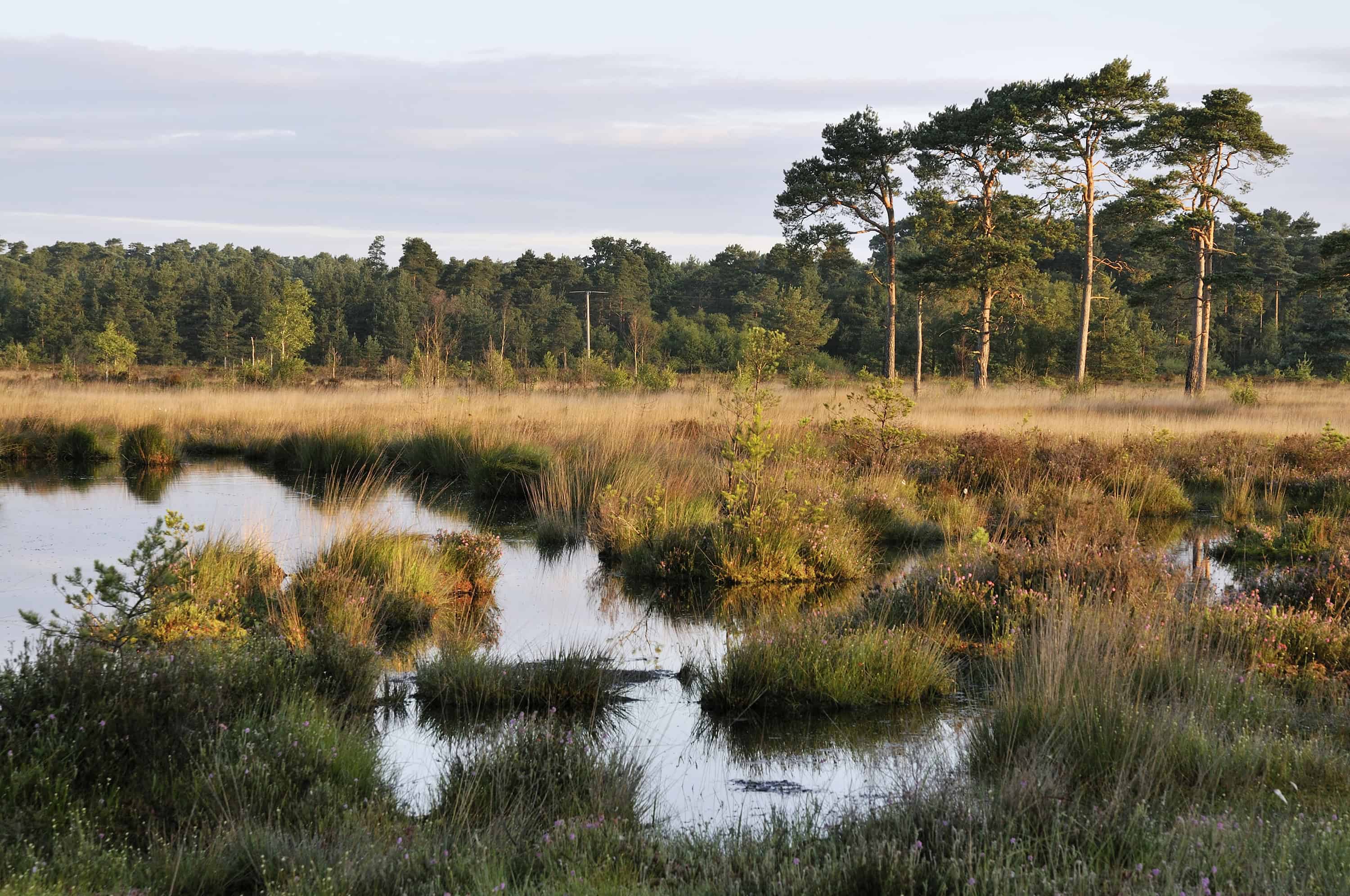 wet heath common