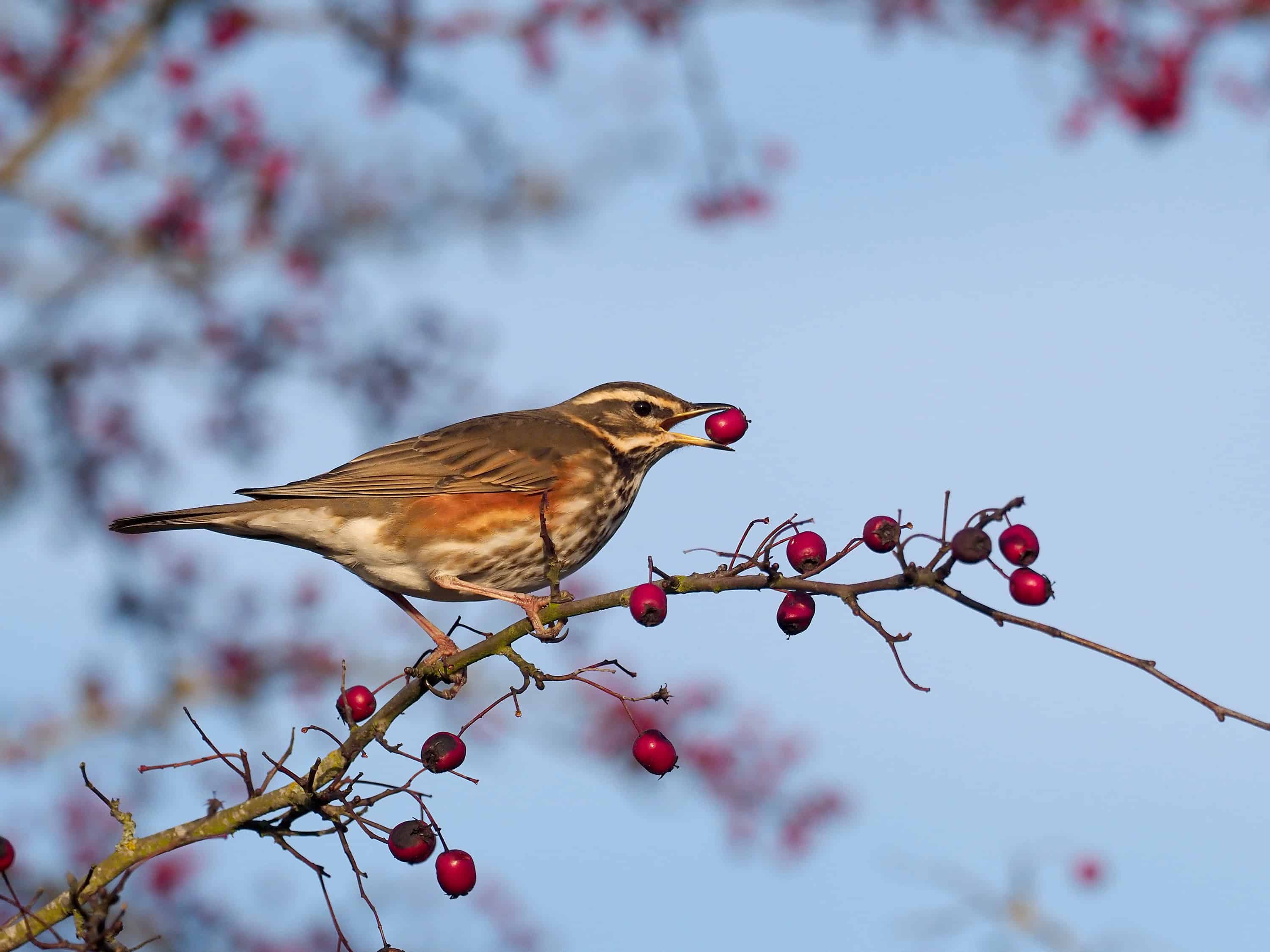Redwing